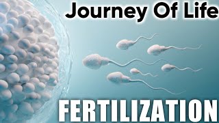 Fertilization How sperm meets an egg Formation of human  implantationsperm ovum interactionApex [upl. by Neehar]