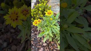 Lil Bang™ Enchanted Eve Coreopsis coreopsis tickseed flowers yellowflowers floweringplants [upl. by Tor]