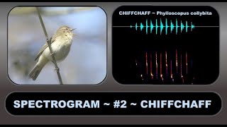 SPECTROGRAM 2 CHIFFCHAFF – An aid to understanding and visualising birdsong [upl. by Hannaoj]