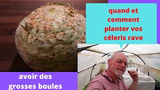 conseils en jardinage  quand et comment planter vos céleris rave [upl. by Yssor]