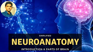 NEUROANATOMY INTRODUCTION  SIMPLIFIED  BASICS [upl. by Anastassia246]