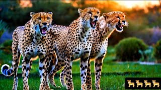 TIGERS🐆SONG🎶BEAUTIFUL TIGERS🐅🐯BEAUTY OF ANIMALS AND BIRDSANIMALS SONGStigersongmusic [upl. by Sucrad]