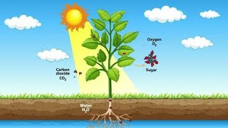 process of photosynthesis Biologyphotosynthesisbiology [upl. by Josey]