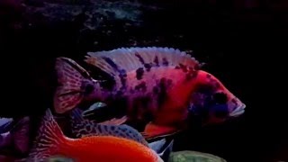 900 Liter Malawi Aquarium Show Tank Peacock Aulonocara Firefish Ahli Cichlid Lake Malawi Teil 2 [upl. by Azer794]