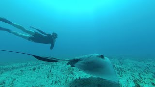 Freediving Tintamarre island 2020  SaintMartin Caribbean [upl. by Eedebez]