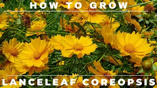 Coreopsis  Complete Grow and Care Guide [upl. by Darken]