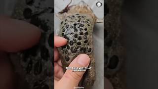 Surinam Toad 🐸 Gives Birth Through Its BACK [upl. by Oflunra]