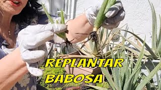 Guia Completo Como Plantar e Cuidar de Babosa Aloe Vera [upl. by Riek]