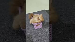 baby cat playing cat bay 😺brown cat🤎 🐈cat lover cat shorts pets lover rockstar0216 [upl. by Jaycee]