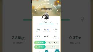 Pidove Rare 100iv Pokemon pokemongo hundopokemon shinypokemon shiny shorts [upl. by Antonella]