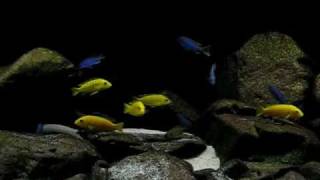 Malawi Biotope Tank 700 liters 8 months [upl. by Ball700]