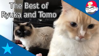 The Best of Ryuka and Tomo Actual Human Sons  NLSS Highlights [upl. by Adim351]