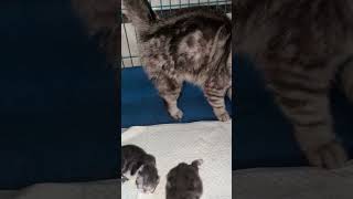 Cute short hair boy youtubeshorts cutebaby cat kitten ❤️ [upl. by Jared]