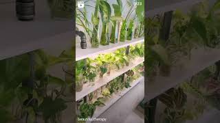 GreenGardenLandscaping  Plants Nursery  Landscape Maintanance LandscapingDesign Indoorplants [upl. by Atnicaj730]