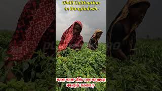 Chili Field Commercial Pepper cultivation in Bangladesh Traditional Farming DuiBhai Agro [upl. by Aissila]