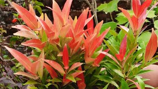 How to grow and care Photinia plant  Red Robin plant [upl. by Eachelle739]