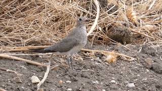 Juvenil de Canastera común  Glareola pratincola  Collared pratincole a apenas 2 metros de mi [upl. by Noelopan]