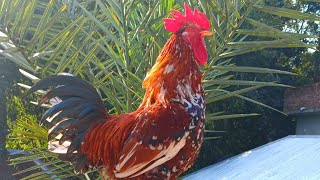 Beautiful Rooster Crowing in the morning  20 rooster calling  Rooster crowing sound effect [upl. by Hannavahs204]