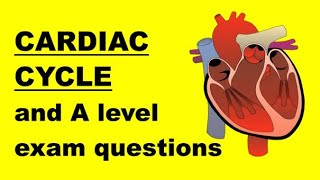 CARDIAC CYCLE and ELECTROCARDIOGRAM ECG TRACES [upl. by Gardas889]