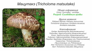 Мацутакэ Tricholoma matsutake [upl. by Meara354]