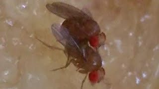 Mating behaviour of Drosophila melanogaster [upl. by Soma]