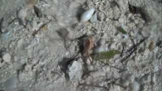 shelling at Coco Cay Bahamas on a Royal Caribbean excursion January 8 2013 [upl. by Eerok]