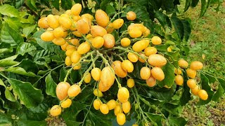 Wampee Fruit Has A Sweet Tangy Aromatic Flavour [upl. by Stricklan]