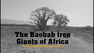 The Baobab Tree Giants of Africa [upl. by Coffee169]