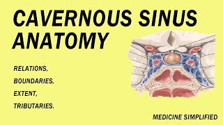 Cavernous Sinus Anatomy Relations Boundaries Extent and Tributaries anatomy [upl. by Jemie]