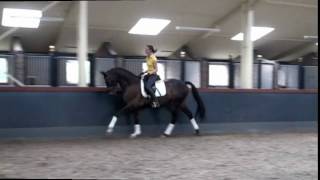 Sporthorse  Dressage horse for sale  Jazz x Royal Dance [upl. by Teddy]