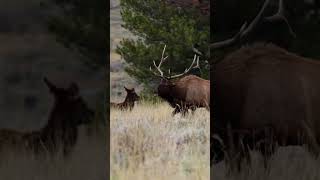 Wyoming Elk Hunting coming in HOT [upl. by Aramat]