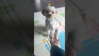 Maltipoo turns six months old 💙shorts cutedog [upl. by Garreth]