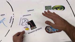 Dr Wolfe  AP Bio  Cell Organelle Interactions  Powering Kinesin Proteins [upl. by Caleb]