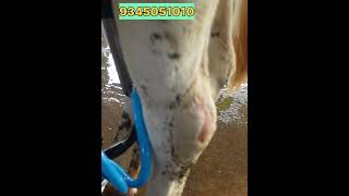 ஆஃப்ர் விலையில் பால் கறவை இயந்திரம் LakshmidairyFarms cow dairy jersey sale sales good [upl. by Loggins]