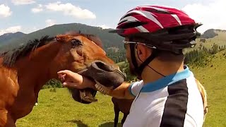 Animal Encounters But They Get Crazier 🐴 [upl. by Eem741]