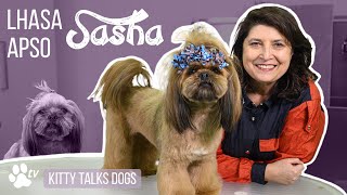 Grooming Sasha the Lhasa Apso  Kitty Talks Dogs  TRANSGROOM [upl. by Ayle]