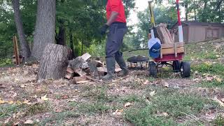 Splitting red oak [upl. by Mignonne]