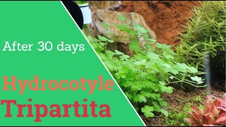 Hydrocotyle tripartita planting and 30 days growing [upl. by Harald]