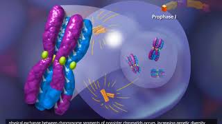 Meiosis 3D Animation [upl. by Hut548]