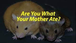 Are You What Your Mother Ate The Agouti Mouse Study [upl. by Reggy]