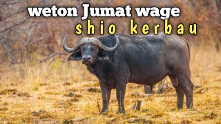 weton jumat wage shio kerbau [upl. by Resee]