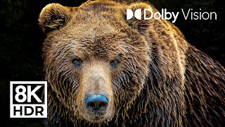 LEGENDARY ANIMALS  DOLBY VISION™  8K ULTRA HD HDR [upl. by Castor953]