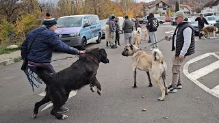 KANGAL VS CIOBANESC CORB LA BRAN [upl. by Aleihs]