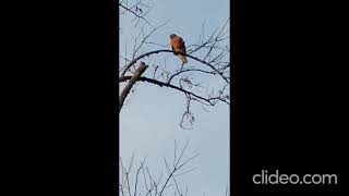 RedShouldered Hawk scouting out area amp flyoff Harpeth River Tennessee USA tnhawks [upl. by Trovillion184]