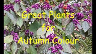 Great Plants for Autumn Colour [upl. by Krute]