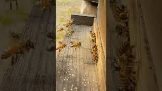 February 22 2024  Honey Bees Bringing in a LOT of POLLEN beekeeping beekeeper honeybee [upl. by Adnor727]