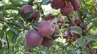 Jeromine M106 rootstock harvest Elma hasadı başladı 14092021 YahyalıKayseri [upl. by Neersin974]