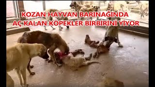 KOZAN HAYVAN BARINAĞINDA AÇ KALAN KÖPEKLER KÖPEKLER BİRBİRİNİ YİYOR [upl. by Adnarahs]