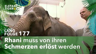 Tiefe Wunden Langfolge 177  Elefant Tiger amp Co  ARD [upl. by Bogey549]