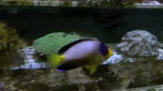 Multicolor Dwarf Angelfish [upl. by Harrison]